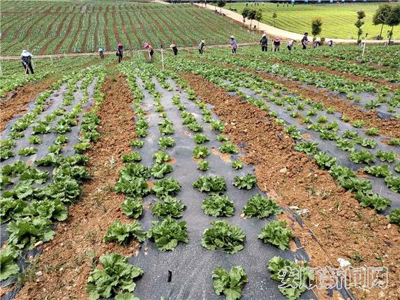高田村通过土地集中发展产业，让农民人人参与，增加务工收入。.jpg