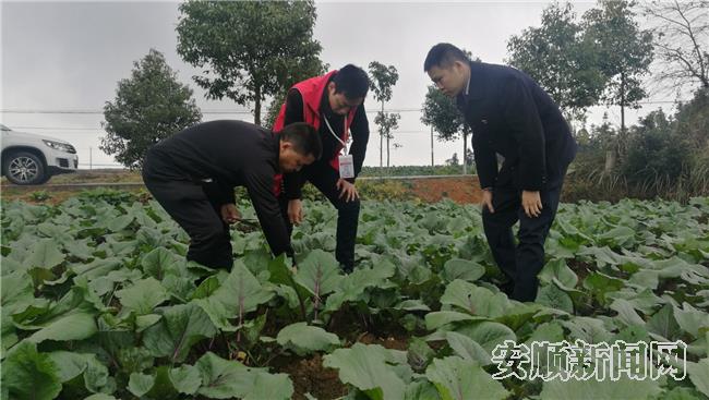 查看红菜苔生长情况.jpg