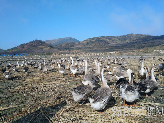 QQ图片20191206111130