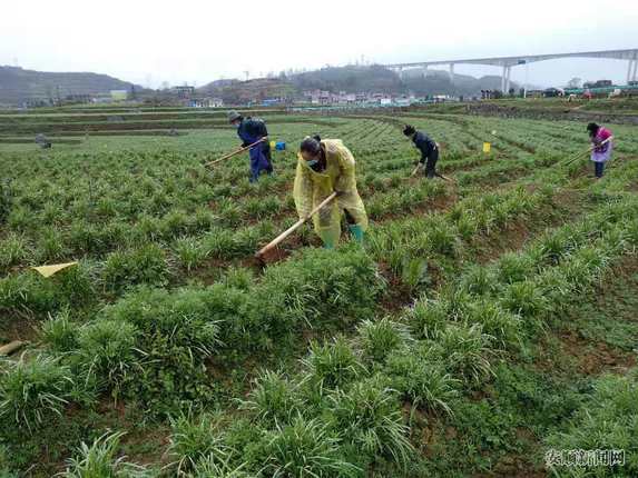 村民正在为韭黄锄草