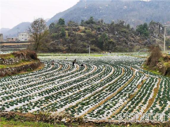 多彩贵州网 安顺  在普定县定南街道陇黑村蔬菜基地,工人们有序进行翻