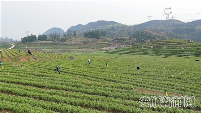 水母河流域高效农业园区韭黄产业_副本.jpg