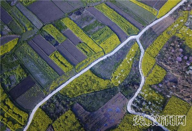 3月9日，航拍的西秀区七眼桥镇的油菜花梯田。 卢维 摄.jpg