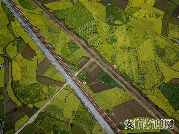3月10日，旧州镇屯堡旅游大道两边的油菜花盛开。 卢维 摄.jpg