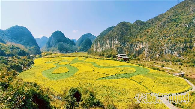 3月9日，龙宫景区花开连片，春意盎然。美丽的油菜花再度将龙宫景区装点成金色的海洋。在一片四处环山、气势磅礴的农田里，金黄的油菜花围绕蚕豆“书写”的“龙”字，金光碧色,占地约8万余平方米的草书“龙”字日渐清晰，远眺花海可见一条“金龙”活灵活现。.jpg