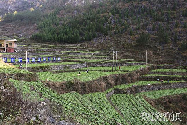 豌豆基地   程洪凯供图.jpg