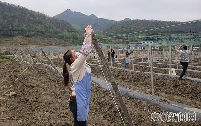 桐上坝区瓜蒌种植带的务工农户.jpg