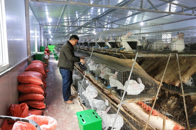 金龙村肉兔养殖产业，目前该养殖存栏肉兔3000只.jpg