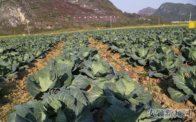 中心坝区种植的甘蓝.jpg