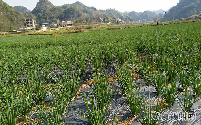 中心坝区板香村地块种植的大红葱.jpg