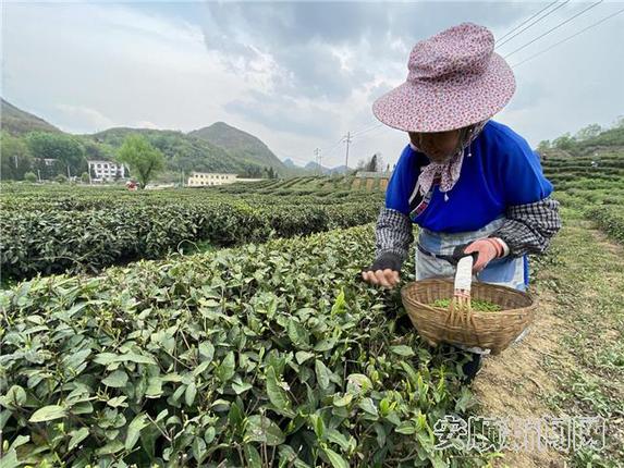 （3月23日）金坝茶场茶园景象，茶农正在采茶5.jpg