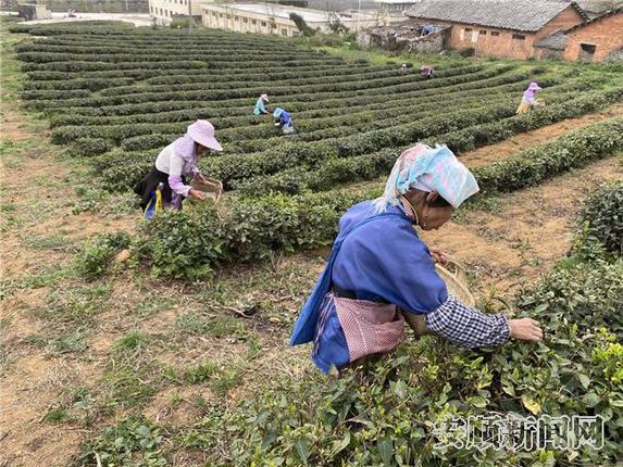 （3月23日）金坝茶场茶园景象，茶农正在采茶22.jpg
