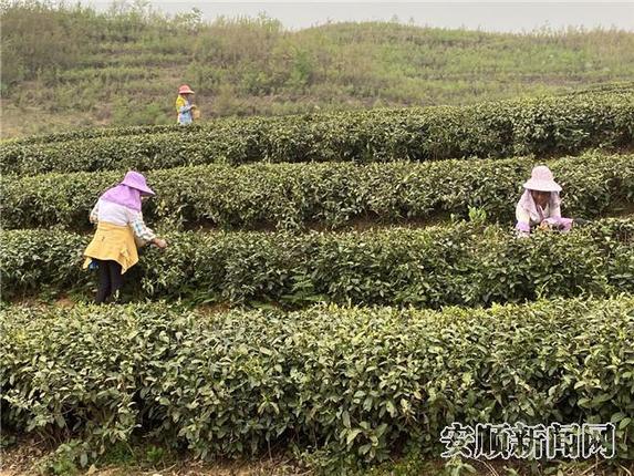 （3月23日）金坝茶场茶园景象，茶农正在采茶2.jpg