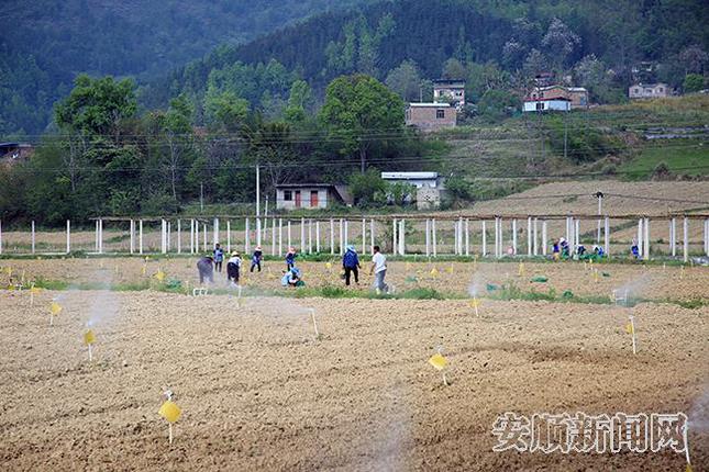 紫云自治县火花坝区.jpg