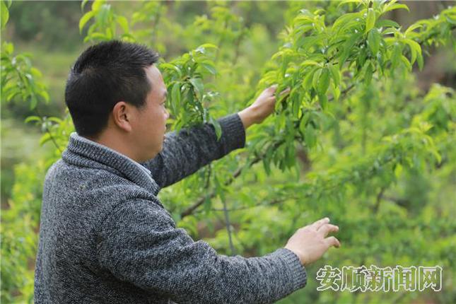 雷兴发查看李子、辣椒长势.jpg