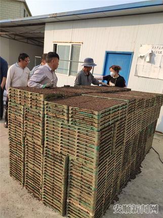 村民们正在机械化育秧苗.jpg