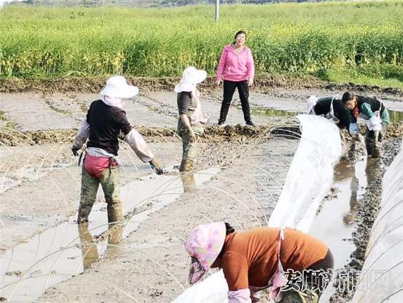 李忠慧正在田间指导.jpg