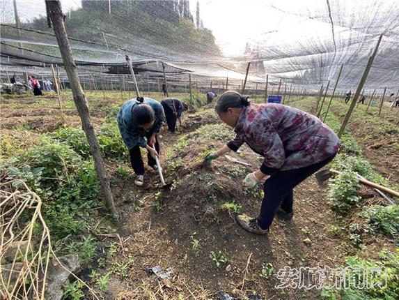 育苗基地农户在务工2.jpg
