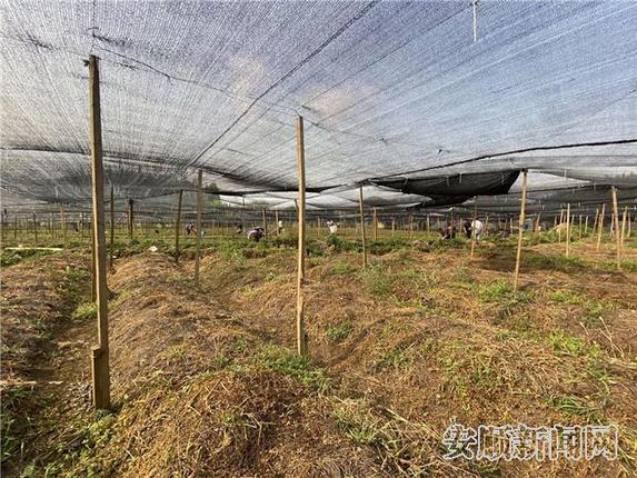 育苗基地农户在务工2.jpg