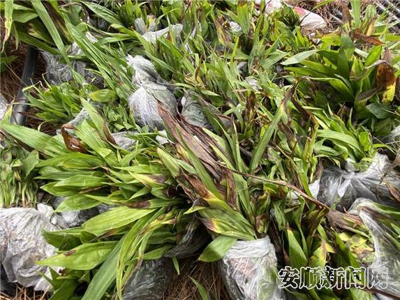 准备移栽的药苗.jpg