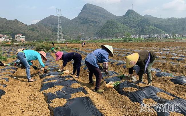 农户抢抓农时种植辣椒.jpg