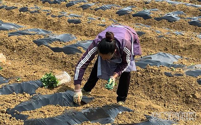 农户抢抓农时种植辣椒1.jpg