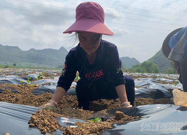 农户抢抓农时种植辣椒2.jpg