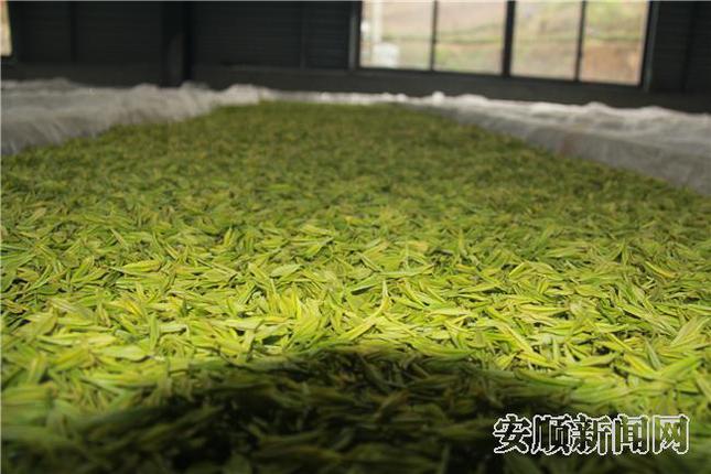 制作白茶--摊青.jpg