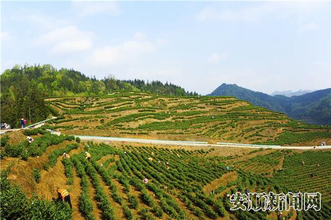正在采摘白44.jpg