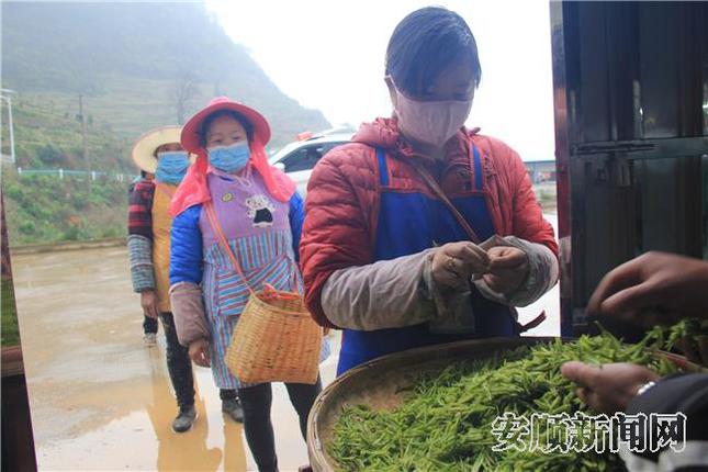 采茶工一天的收获，等待称重11.jpg