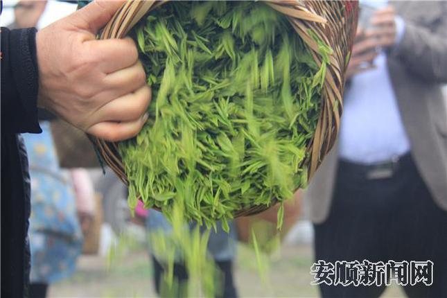 刚采摘的茶青.jpg