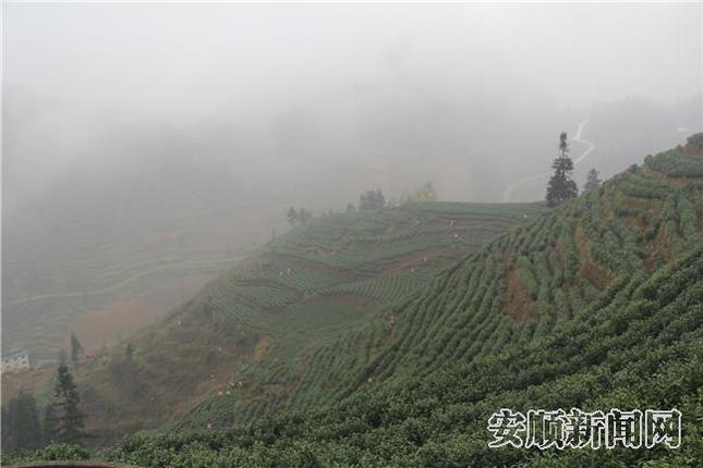 2采茶工正在采茶.jpg