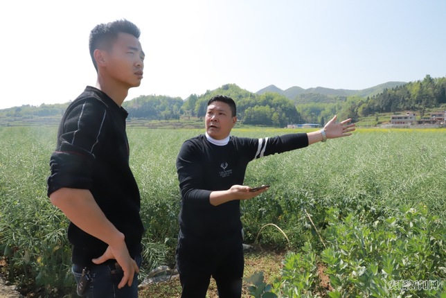 林显才正在和种植大户规划新寨村嫁接苗种植基地