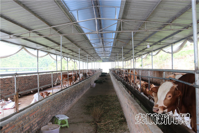 肉牛养殖基地