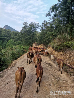 韦久长家放养在山上的牛群_副本