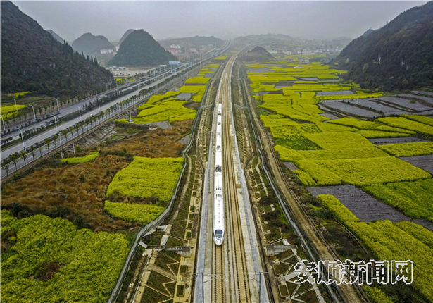 3月16日，一列动车组列车运行在沪昆高铁贵州安顺境内溪桥小镇的油菜花田里-1。