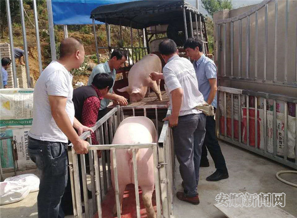 杨国华正在将销售的生猪进行装车