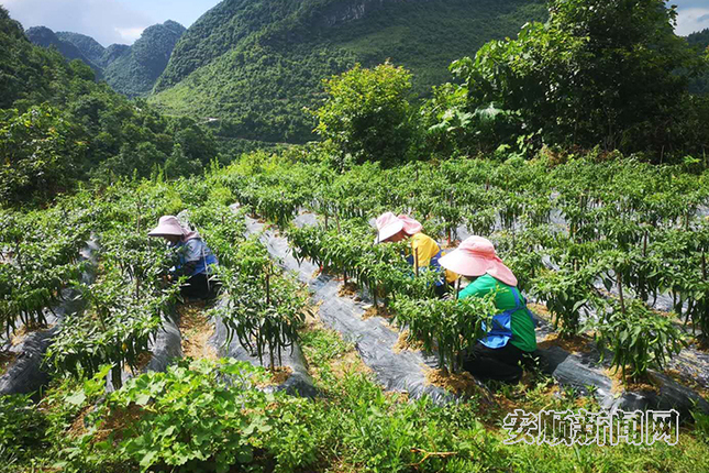 村民在辣地里劳作