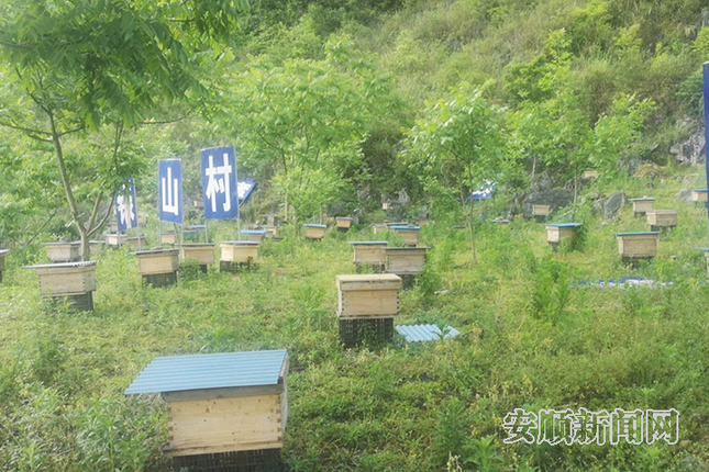 银山村蜜蜂养殖点