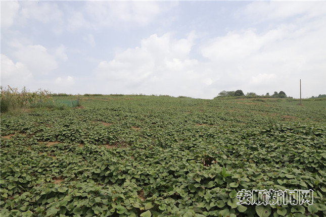 折耳根种植基地