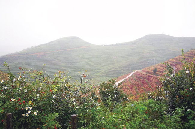 　　“十三五”期间，安顺市始终守好发展与生态两条底线,坚持生态优先,绿色发展之路，深入贯彻落实“绿水青山就是金山银山”的发展理念，结合实施退耕还林、石漠化治理等林业重点工程项目，在发展生态建设厚植绿色底色的同时，加快林业产业结构调整，大力发展多彩、多财林业，紧紧围绕全域旅游发展理念，依托全市自然资源、文化、区位优势，加快推进森林康养产业发展，助推脱贫攻坚，助力乡村振兴。图为紫云自治县猫营镇千亩油茶