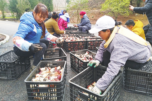 　　“十三五”期间，安顺市始终守好发展与生态两条底线,坚持生态优先,绿色发展之路，深入贯彻落实“绿水青山就是金山银山”的发展理念，结合实施退耕还林、石漠化治理等林业重点工程项目，在发展生态建设厚植绿色底色的同时，加快林业产业结构调整，大力发展多彩、多财林业，紧紧围绕全域旅游发展理念，依托全市自然资源、文化、区位优势，加快推进森林康养产业发展，助推脱贫攻坚，助力乡村振兴。图为紫云国有浪风关林场大球盖菇采摘忙