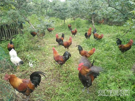 发展林下鸡养殖