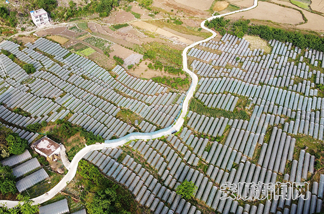 航拍关岭自治县关索街道高坡村百亩紫王葡萄园