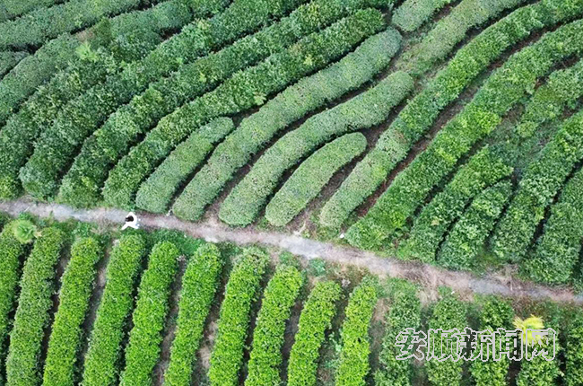 江龙茶园2