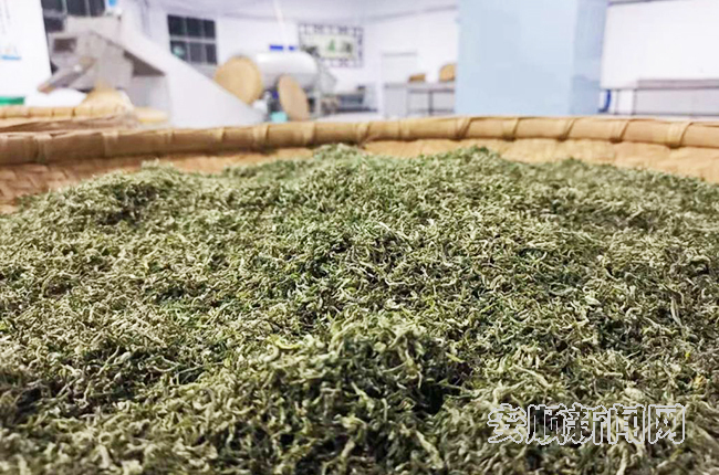 江龙镇产的春茶