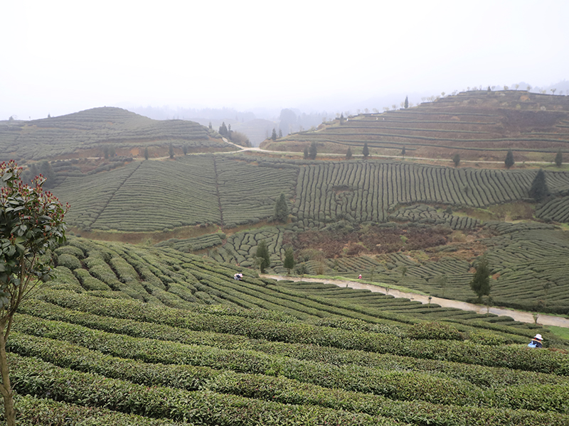 　　茶园开园，喜气连连。连绵起伏的茶山翠绿葱茏，嫩绿的新芽从枝头争先恐后地冒出，漫山遍野都是茶叶的清香。几十名身着民族服装的茶农提着竹篮在茶园分散开来，采摘今年的第一批新茶。安顺市蚕种场平均海拔1300米，周边茂林苍翠，常年云雾缭绕，极其适宜茶树生长，是瀑布茶品牌的核心生产基地，多年来始终坚持按照绿色食品认证标准进行茶园管理，受到了省内外消费者一致好评。（安顺日报社大数据智慧全媒体记者  陈婷婷）