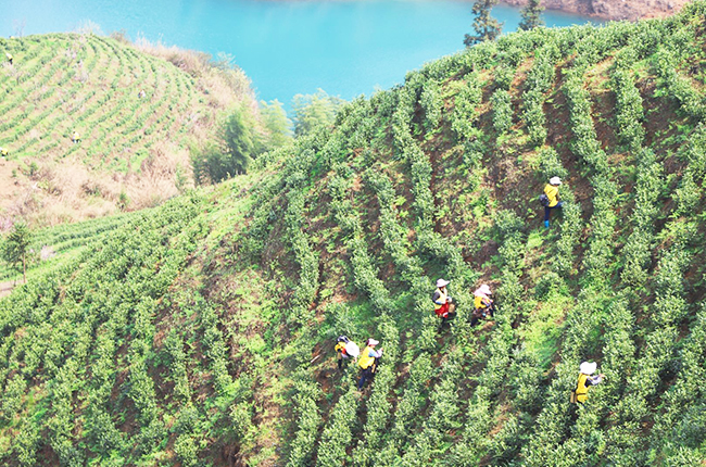 　　春回大地，茶叶飘香，眼下正是春茶采摘的好时节。
　　茶产业作为安顺重要的支柱农业产业，小小的一片茶叶支撑着多个县区的经济发展。在这些县区中，普定的茶叶产业尤为突出。截至目前，全县茶园面积达8.61万亩，可采面积6.54万亩。2020年底，全县茶叶产量1300吨，产值3.9亿元。（安顺日报社大数据智慧全媒体记者  伍水清  张江隆）