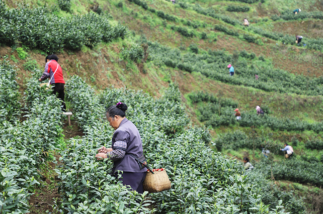 　　春回大地，茶叶飘香，眼下正是春茶采摘的好时节。
　　茶产业作为安顺重要的支柱农业产业，小小的一片茶叶支撑着多个县区的经济发展。在这些县区中，普定的茶叶产业尤为突出。截至目前，全县茶园面积达8.61万亩，可采面积6.54万亩。2020年底，全县茶叶产量1300吨，产值3.9亿元。（安顺日报社大数据智慧全媒体记者  伍水清  张江隆）