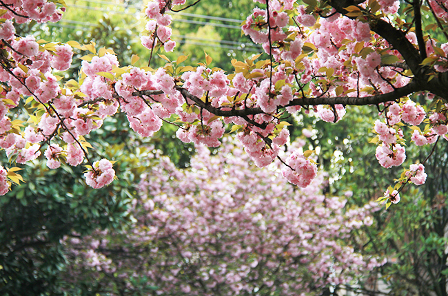 　　近日，随着气温回升，安顺城区多条主干道两旁的樱花相继绽放，形成一道美丽的风景线。图为虹山湖路路边盛放的樱花。（安顺日报社大数据智慧全媒体记者 武贵琼 摄）